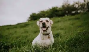 Happy Healthy Dog