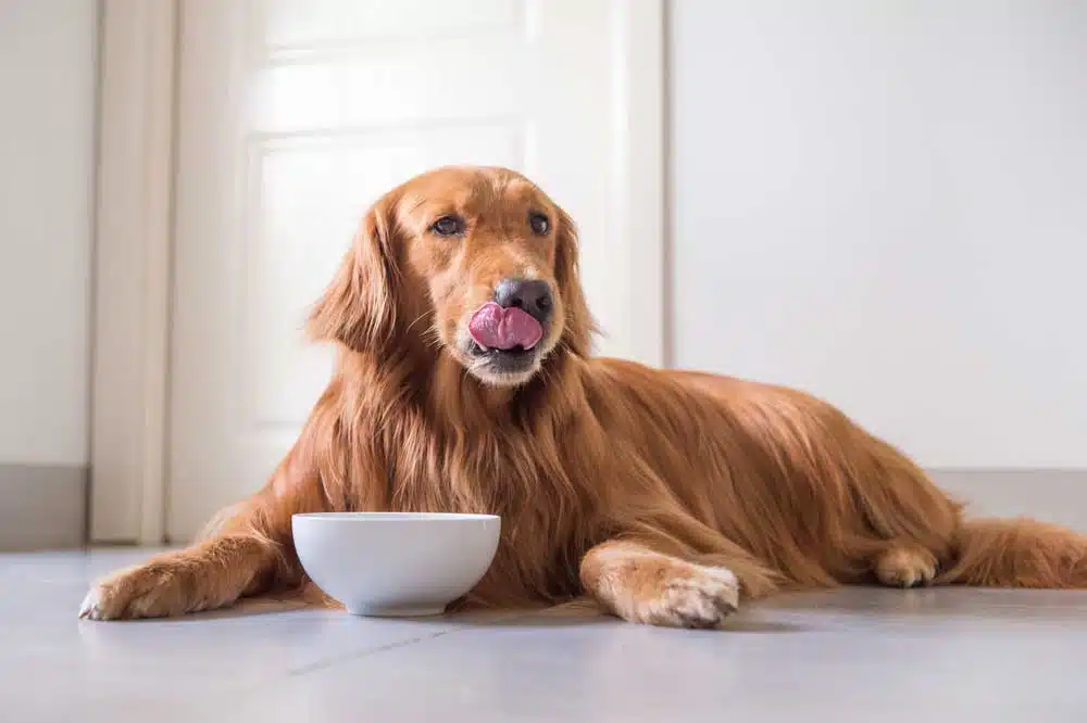 5 Benefits of Elevated Food Bowls for Dogs: Myths or Facts?