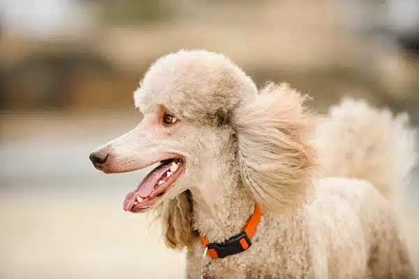 5 Most Common Poodle Health Issues