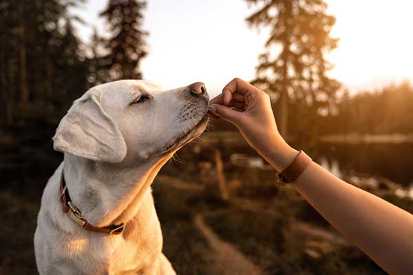 Enzyme powder for outlet dogs