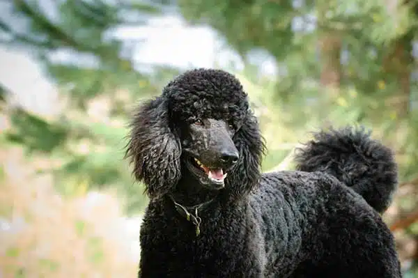 10 Interesting Facts About Poodles