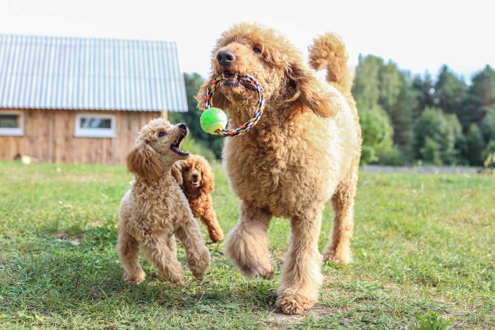 7 Amazing Facts You Should Know About Toy Poodles - The Savvy Sitter