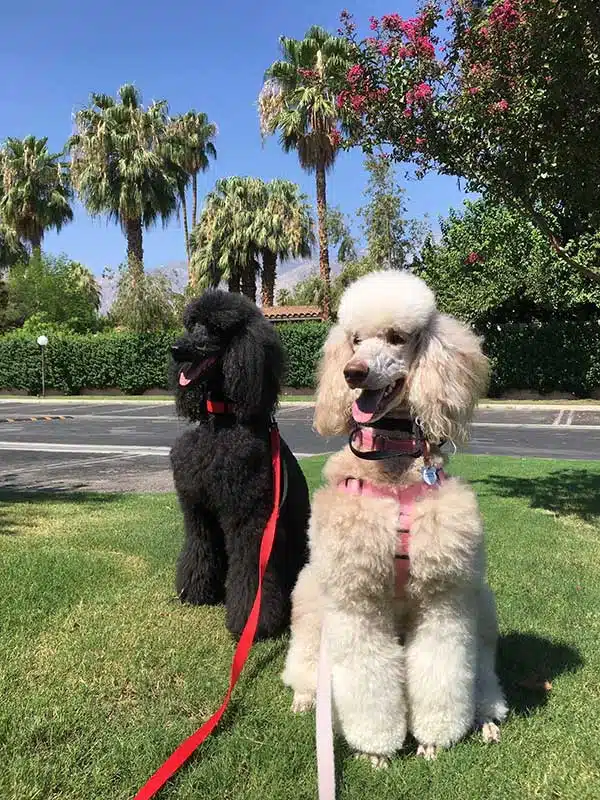 Your Guide to the 3 Types of Poodles: Toy, Miniature, & Standard