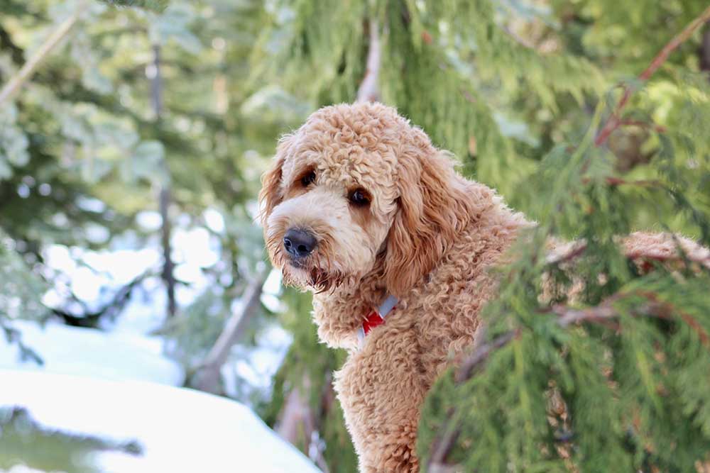 standard-poodle-facts