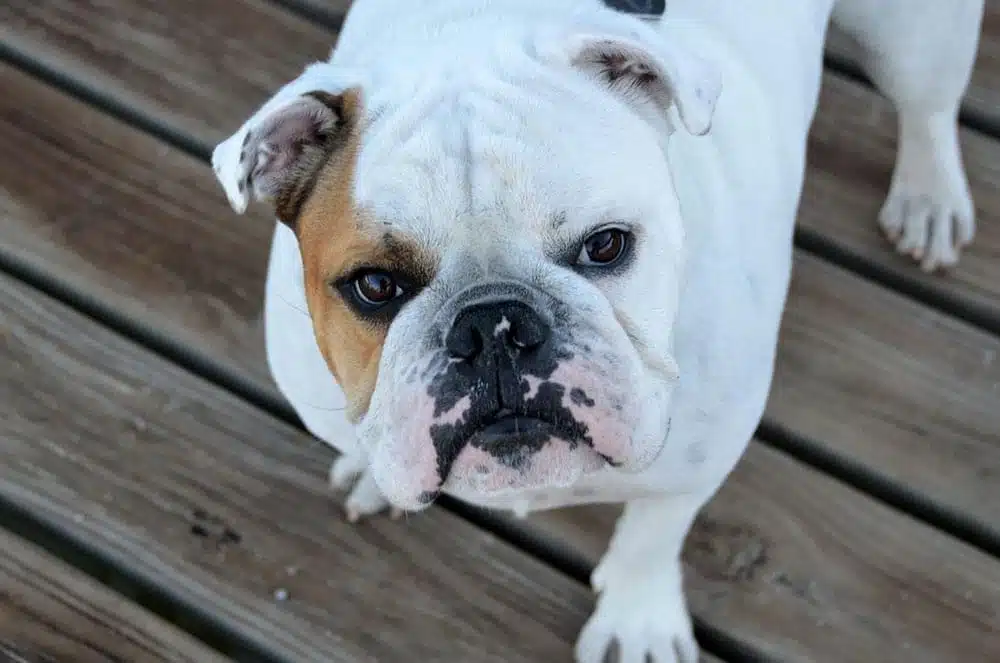 10 Interesting Facts About English Bulldogs