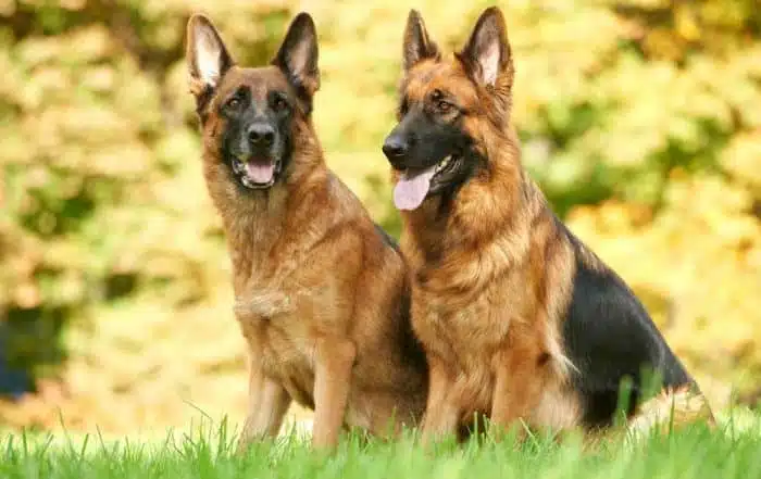 10 Interesting Facts About German Shepherds