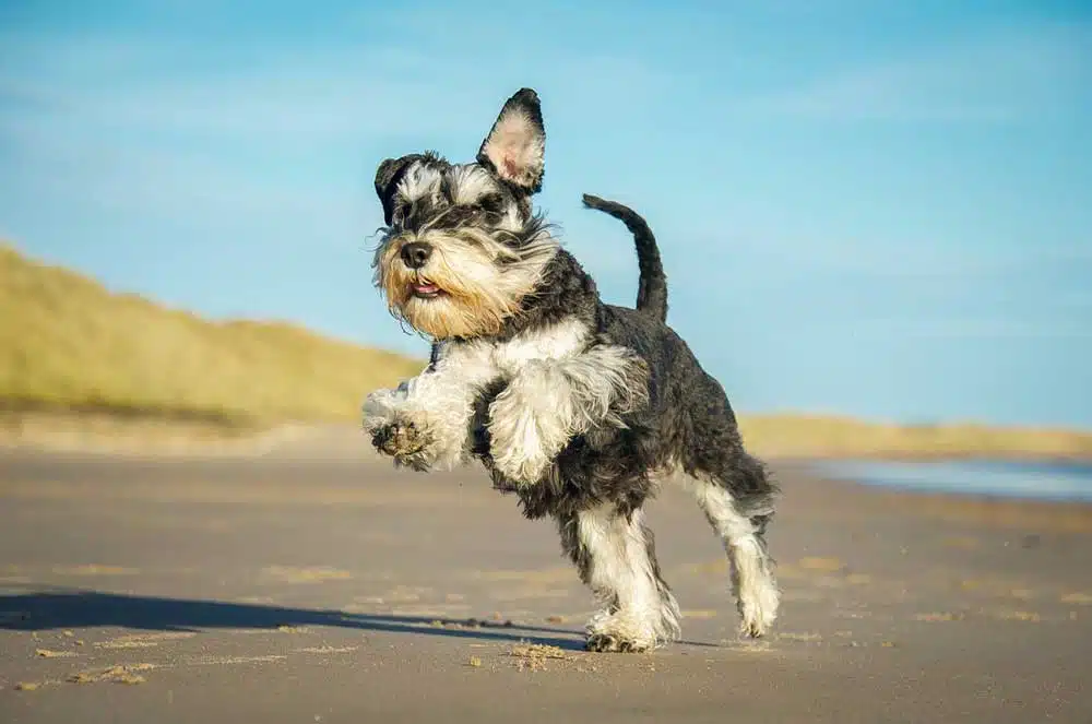 Miniature Schnauzer Dog Breed Information and Pictures