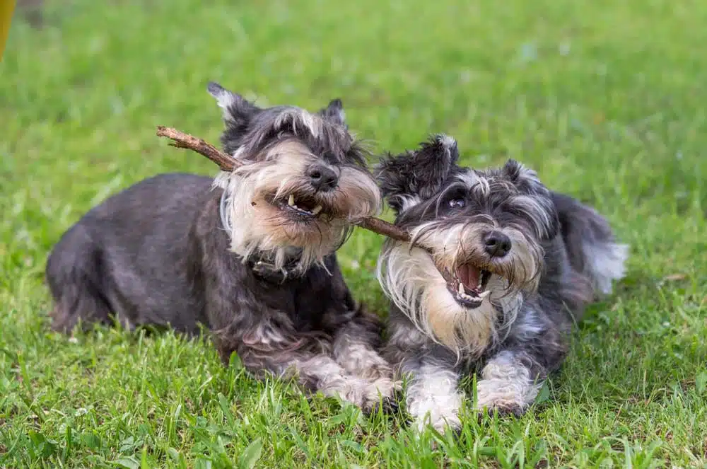 49 Facts About Miniature Schnauzer You Should Know Before You Buy it -  Taglec
