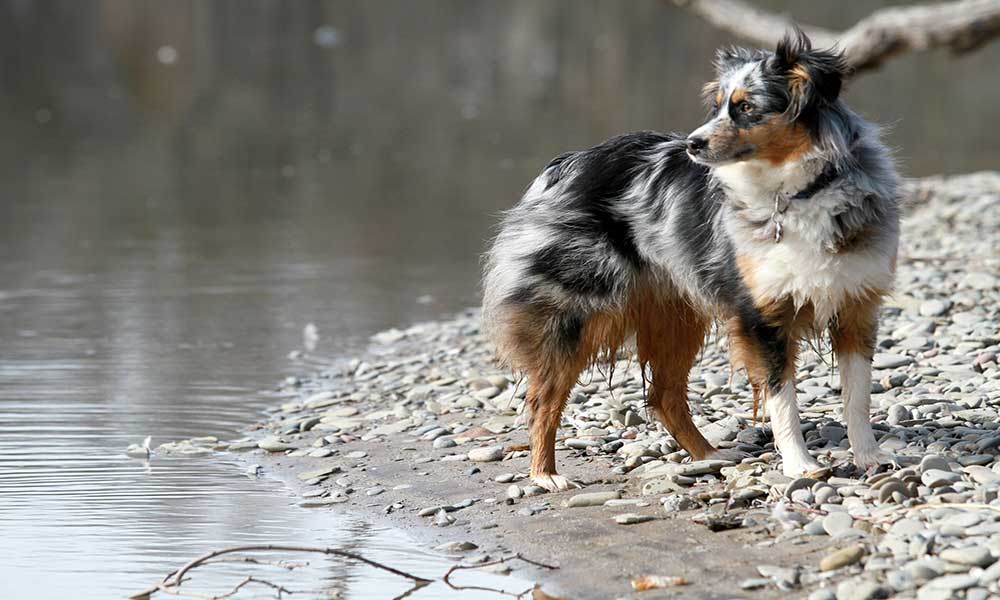 Common Australian Shepherd Health Problems Lucy Pet