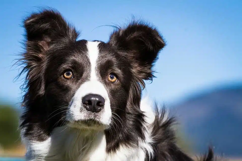 Border Collie Dog Breed Information