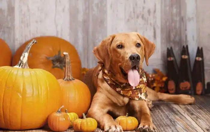 5 Benefits of Pumpkin for Dogs