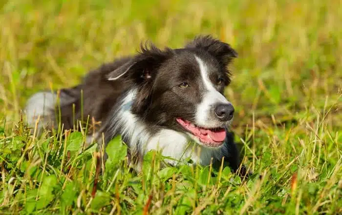10 Fun Facts About Border Collies