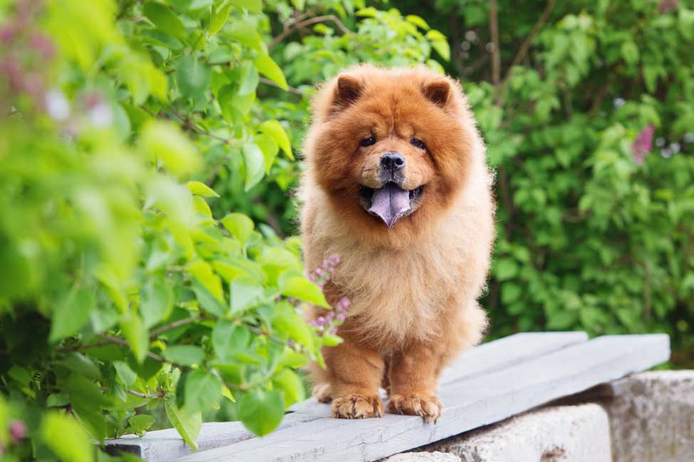 10 Fun Facts About Chow Chows