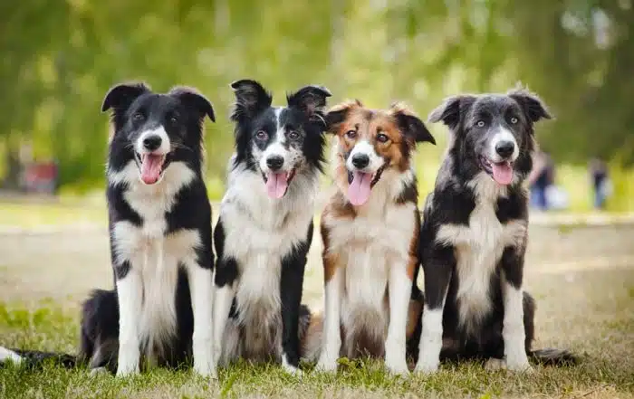 Border Collie Health Issues