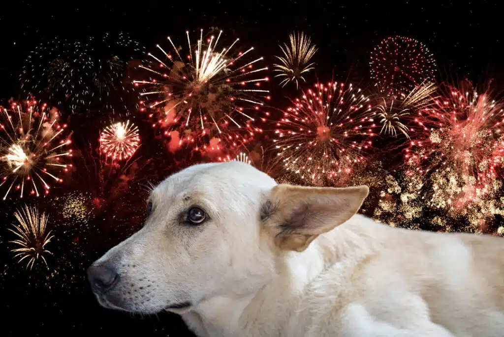 Pet Safety Tips for 4th of July