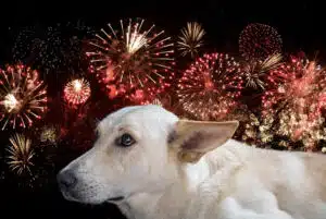 July 4th Pet Safety Tips