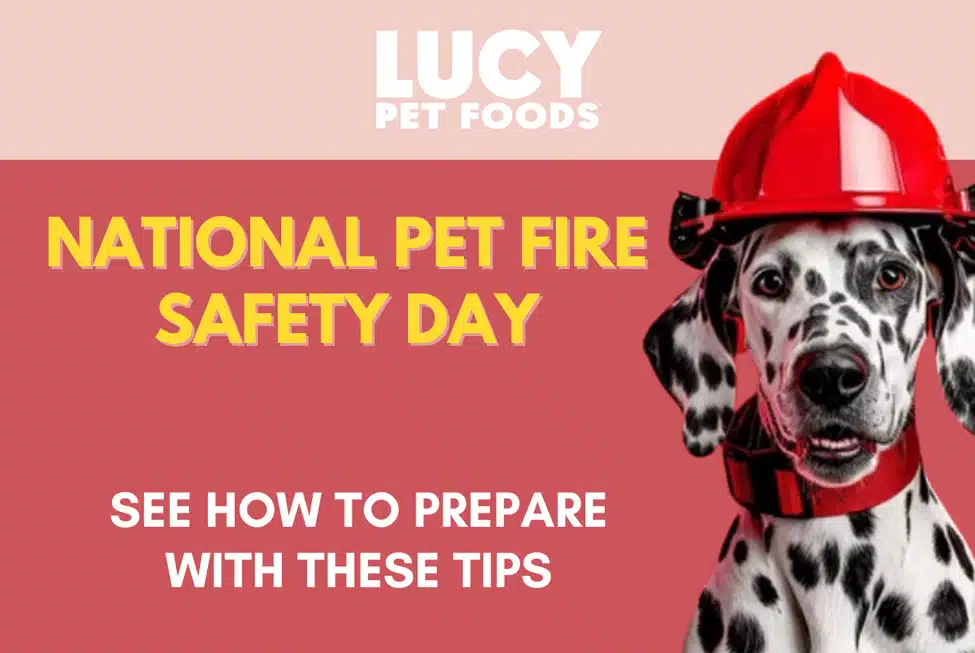 Pet Fire Safety Tips